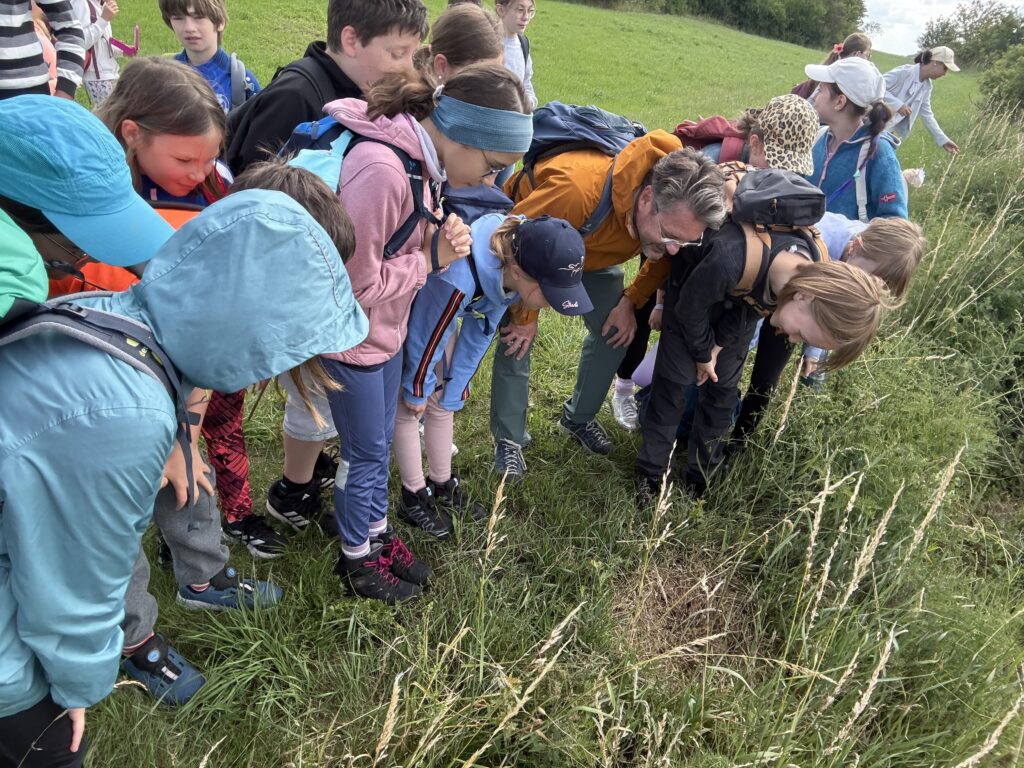 Wiese.Beobachtung